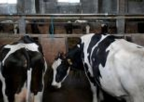 Menos leche y menos exportación