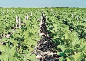 ¿Por qué los productores retienen la soja?...señores, 