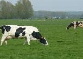 "Hay que lograr que no todo salga a costillas del productor"