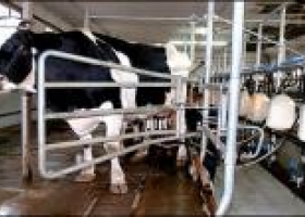 Una buena para el productor: se viene la leche a $2,50