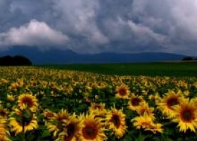 Agricultura avanza en un plan de utilización eficiente del agua
