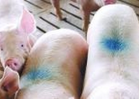 EE.UU. restringe los antibióticos para el ganado
