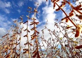 Latinoamérica representa el 20% de la producción mundial de pollos