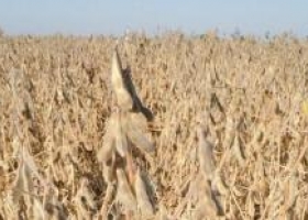Sanidad vegetal: cómo reducir la muerte súbita en soja