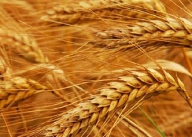 Brasil le compra a EEUU el trigo que Argentina no le vende