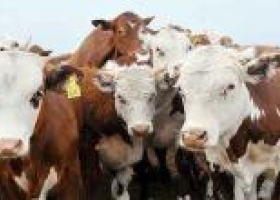 Las dudas no se despejan para la exportación