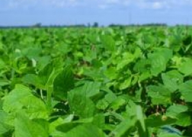 Se cubrió el 76,6 % de la superficie proyectada para soja