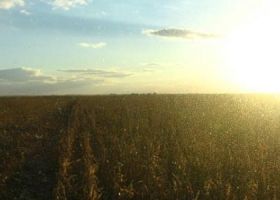Sin lluvias y con ola de calor, se deterioran el maíz y la soja