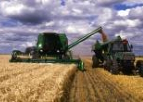 Se detectaron muchas partidas de trigo con alta calidad