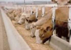 El "feedlot" continúa vaciando sus corrales