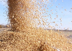 Reducen el financiamiento al campo para que venda la soja almacenada