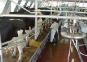 “Los productores de leche están al filo del quebranto”