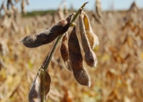 Productores apenas vendieron 6% de la cosecha nueva