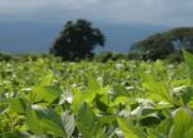 Se complica la cosecha en Brasil