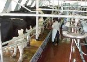 Advierten más problemas para industria láctea