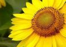 Ya se trillaron 331 mil hectáreas de girasol