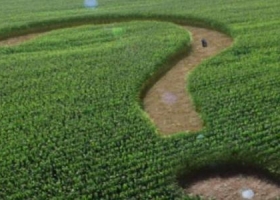 Ante números del negocio agrícola ajustados ¿qué hacer?