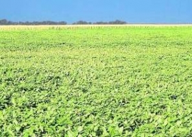 Fertilizacion: los micro suman rinde