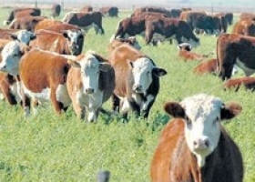 No mejora la rentabilidad del sector