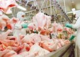 Piden baja en el IVA para aves y cerdos