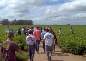 La mancha marrón se impone en el campo