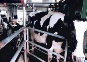 La devaluación afectó a los tambos y los productores amenazan con protestas