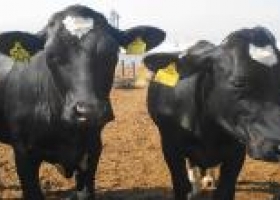 La exportación de carne cayó un 22%