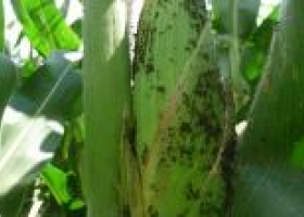Aparecieron pulgones en Maíz y Sorgo