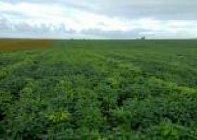 Sequía en Brasil: seguiría segundo en soja