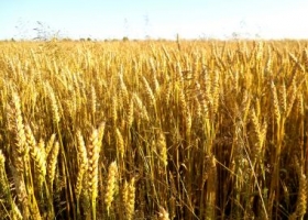 Polémica por el trigo: Creen que se puede exportar más
