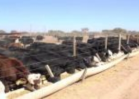 Esperan revertir baja ocupación de corrales