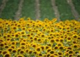 Girasol: Se cosechó el 41% del área sembrada