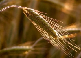 Crisis en Ucrania exacerba la volatilidad de los mercados agrícolas