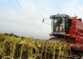 Ya se cosechó más de la mitad del girasol