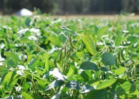 Restringen créditos a productores de soja