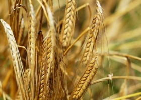 El cepo garantiza trigo barato a molineros