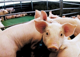 Carne de cerdo: el país quedó cerca del autoabastecimiento.