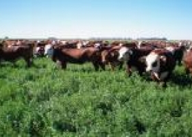 Vacas muertas por intoxicación