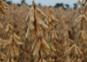 Productores venden sólo la soja necesaria para pagar deudas