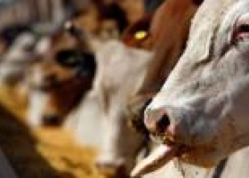 Derivados agrícolas, negocio por partida doble