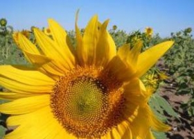 El girasol concluye una de sus peores campañas