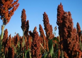 En busca del mercado chino de sorgo