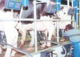 Refuerzan control de la tuberculosis y la brucelosis