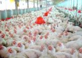 Exportación avícola creció un 18,6%