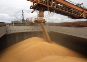 Estiman una producción de 54,9 M de Tn de soja 