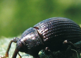 Ataques de "picudo negro" y "orugas defoliadoras"