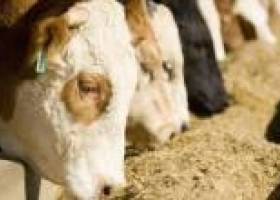 Crean alimento animal con restos agrícolas