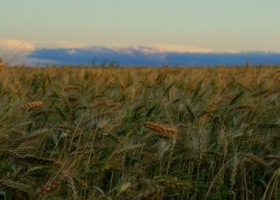 El mal clima afecta al trigo en EE.UU.