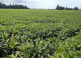 Soja de primera: los rindes promedian los 33 qq/ha.