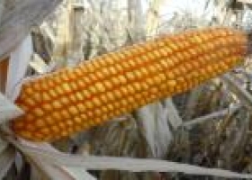 Las subas externas posibilitaron el repunte del valor del maíz argentino